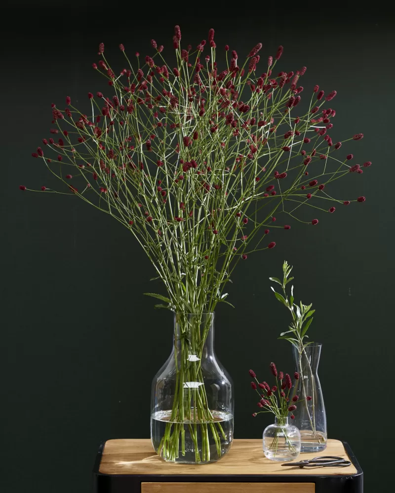 Sanguisorba Red Dream