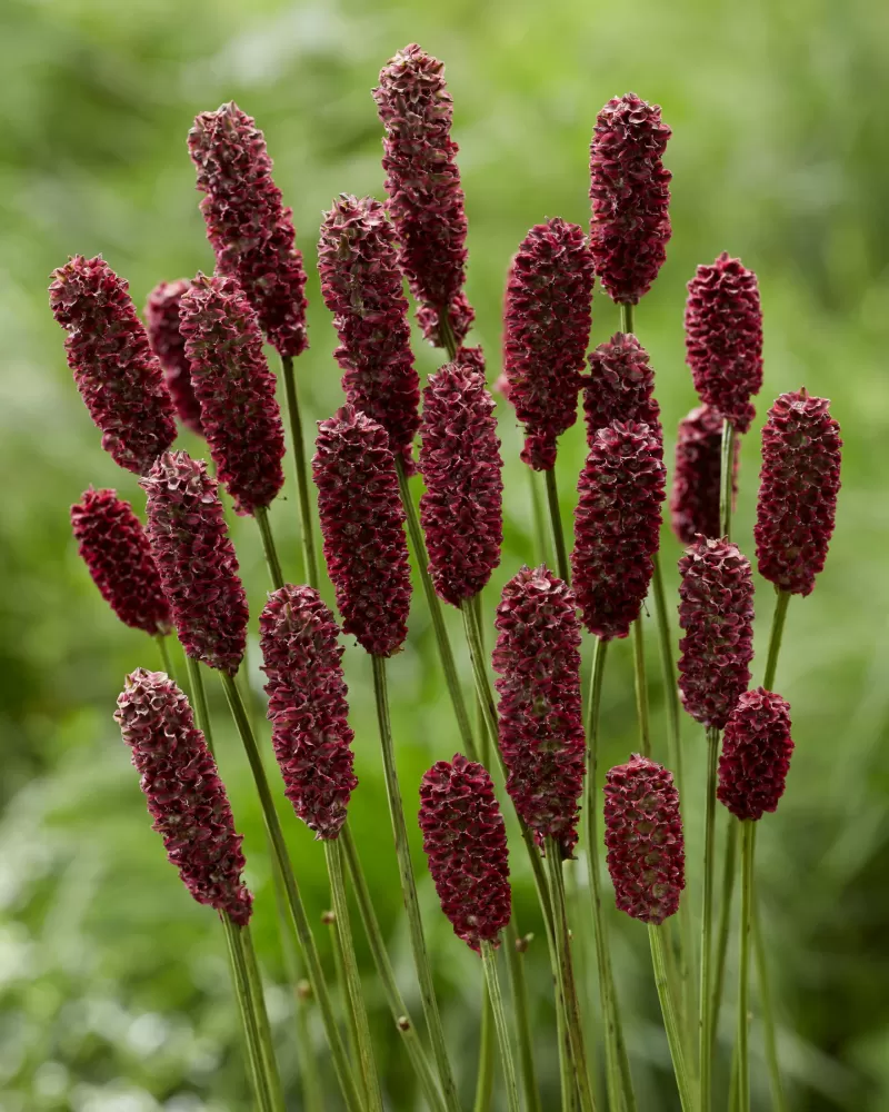 Sanguisorba Red Dream®