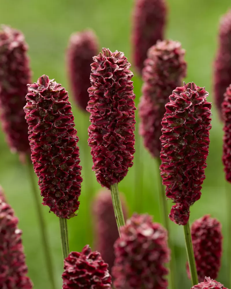 Sanguisorba Red Dream