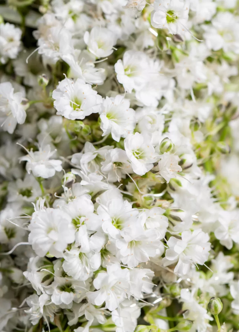Floral Trends 2025 gypsophila million daisy