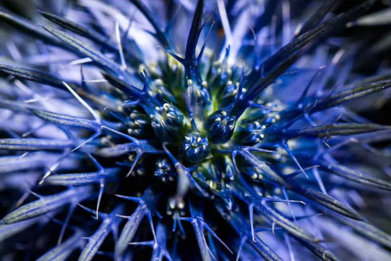 Hanneke Frankema design floral trends Eryngium