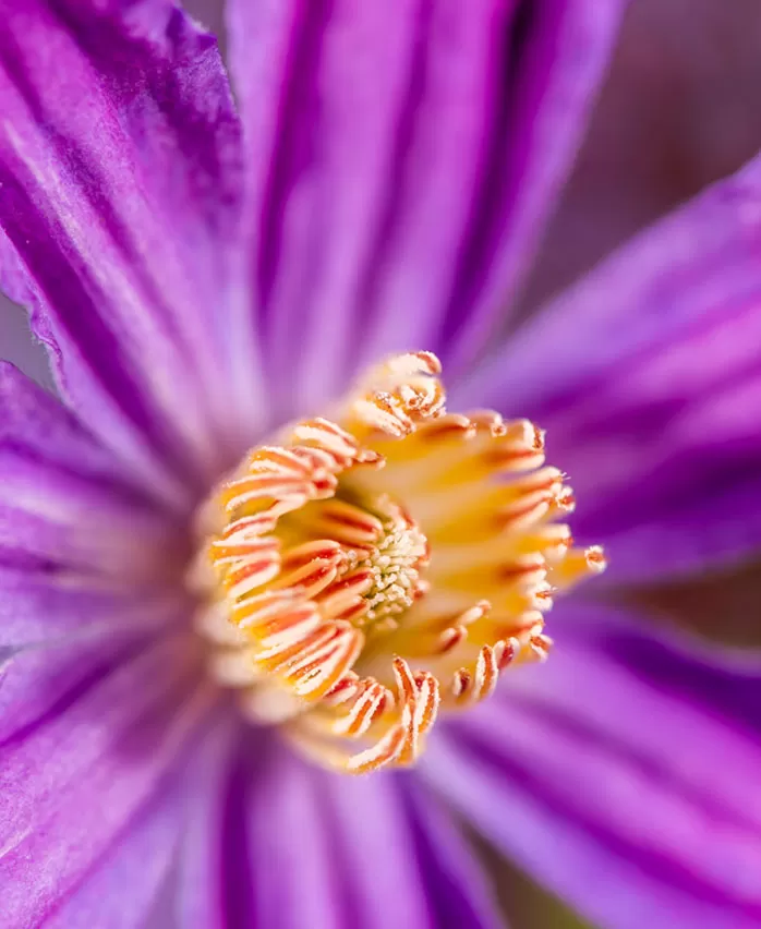 Clematis Amazing® Geneva close-up