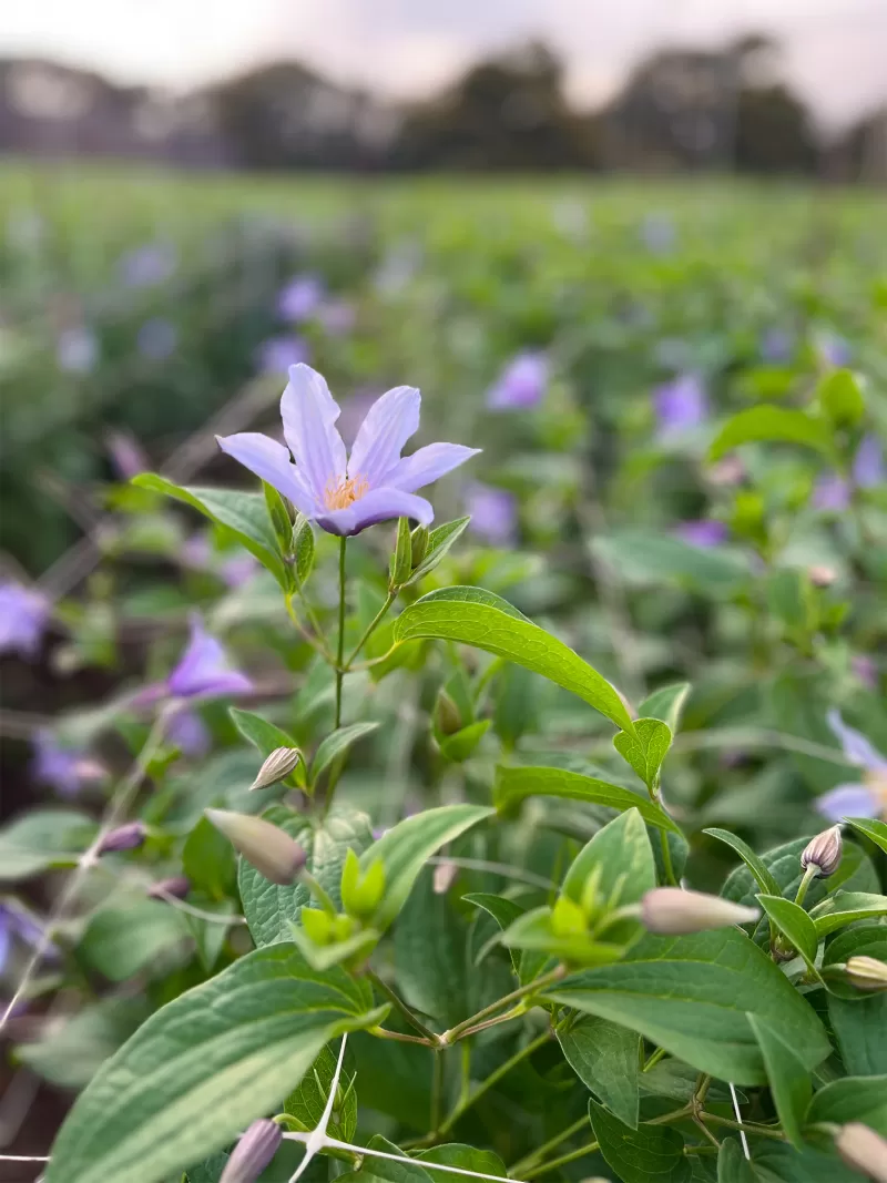 Ask Marginpar - Flower field Clematis