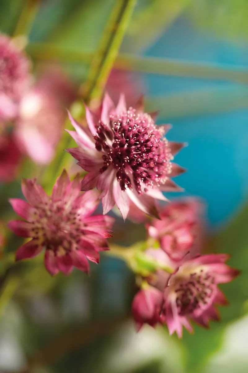Astrantia bouquet - star® series by BLOOM's