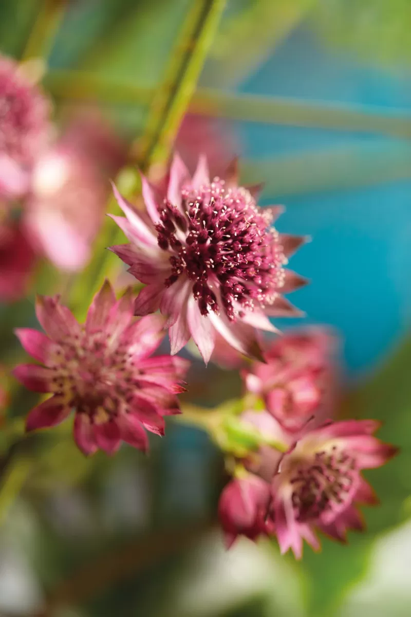 Astrantia bouquet - star® serie door BLOOM's