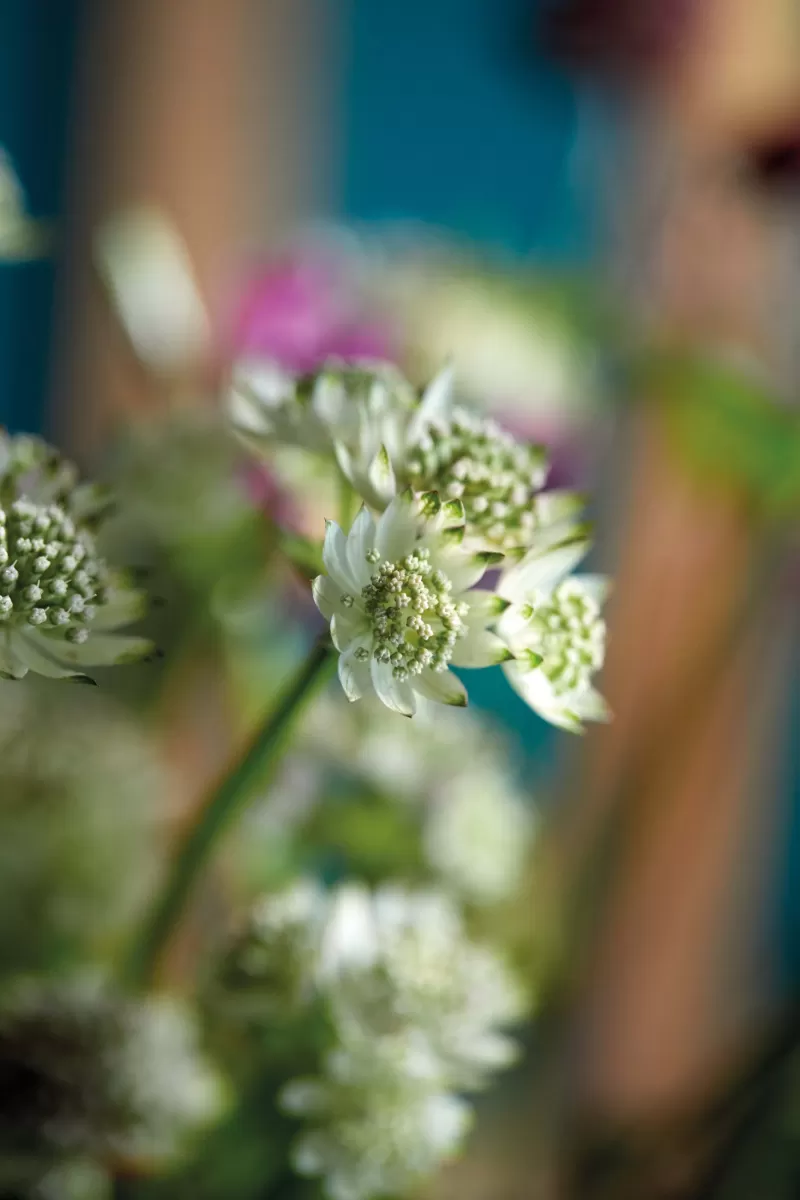 Astrantia Billion Star®