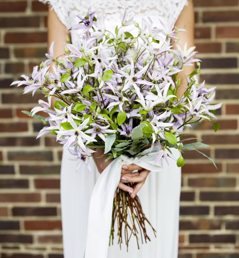 Bridal bouquet mono Clematis Amazing® ‘Miami'