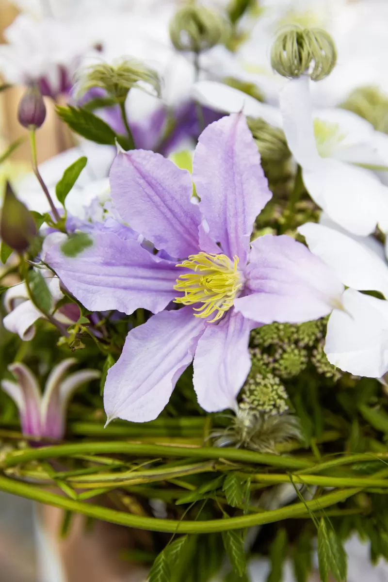 Bridal bouquet Clematis Amazing® 'London'