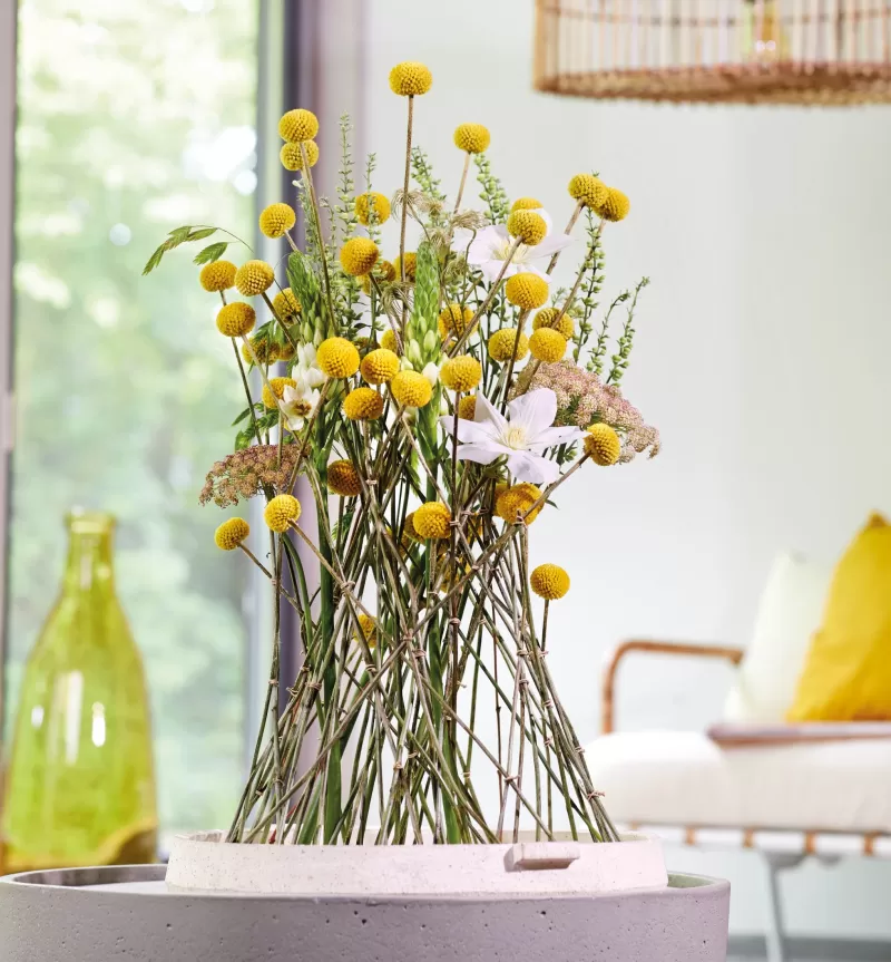 Craspedia balancing with Clematis, Ornithogalum, Daucus and Scutellaria