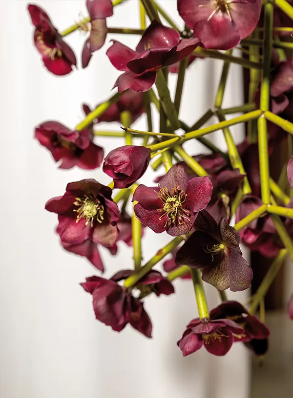 Bouquet - Helleborus - Max van de Sluis