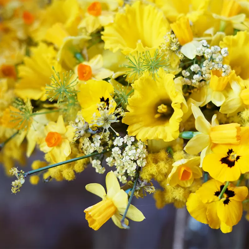 Max van de Sluis - Achillea