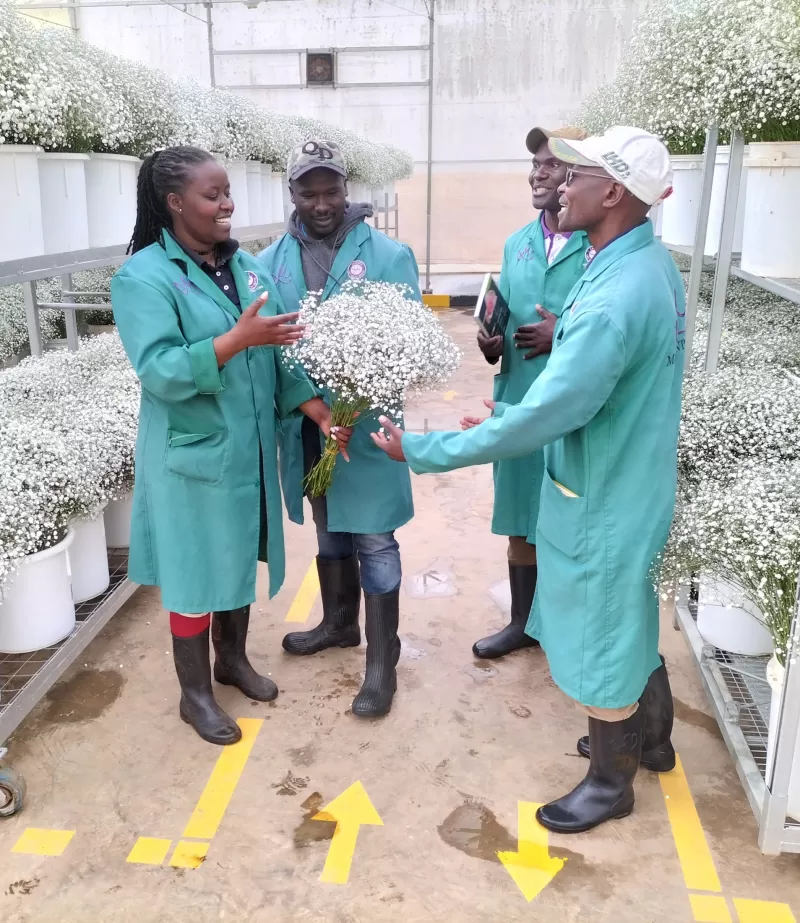 Gypsophila opening room Marginpar flower farm Kenya