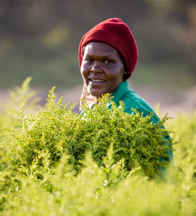 Marginpar Solidago flower field