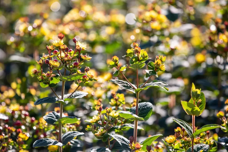 Hypericum field in Kenya