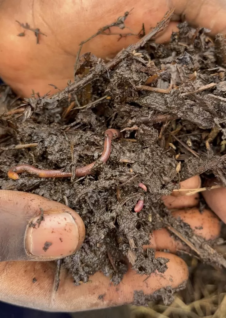 worm tea