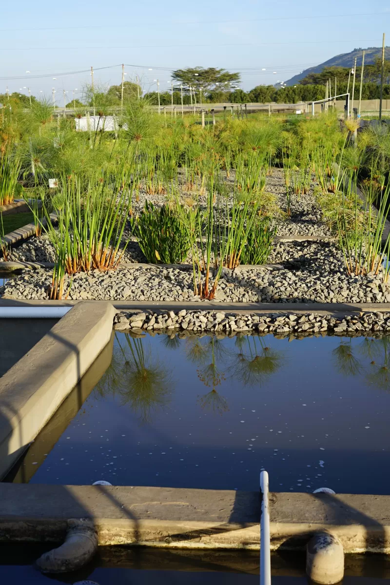 Aangelegde wetlands