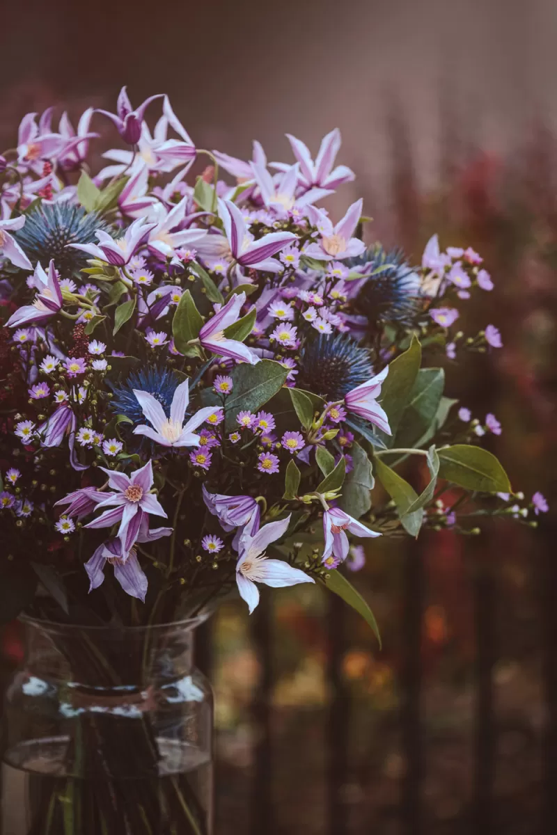 Bouquet - Clematis Amazing® Star River