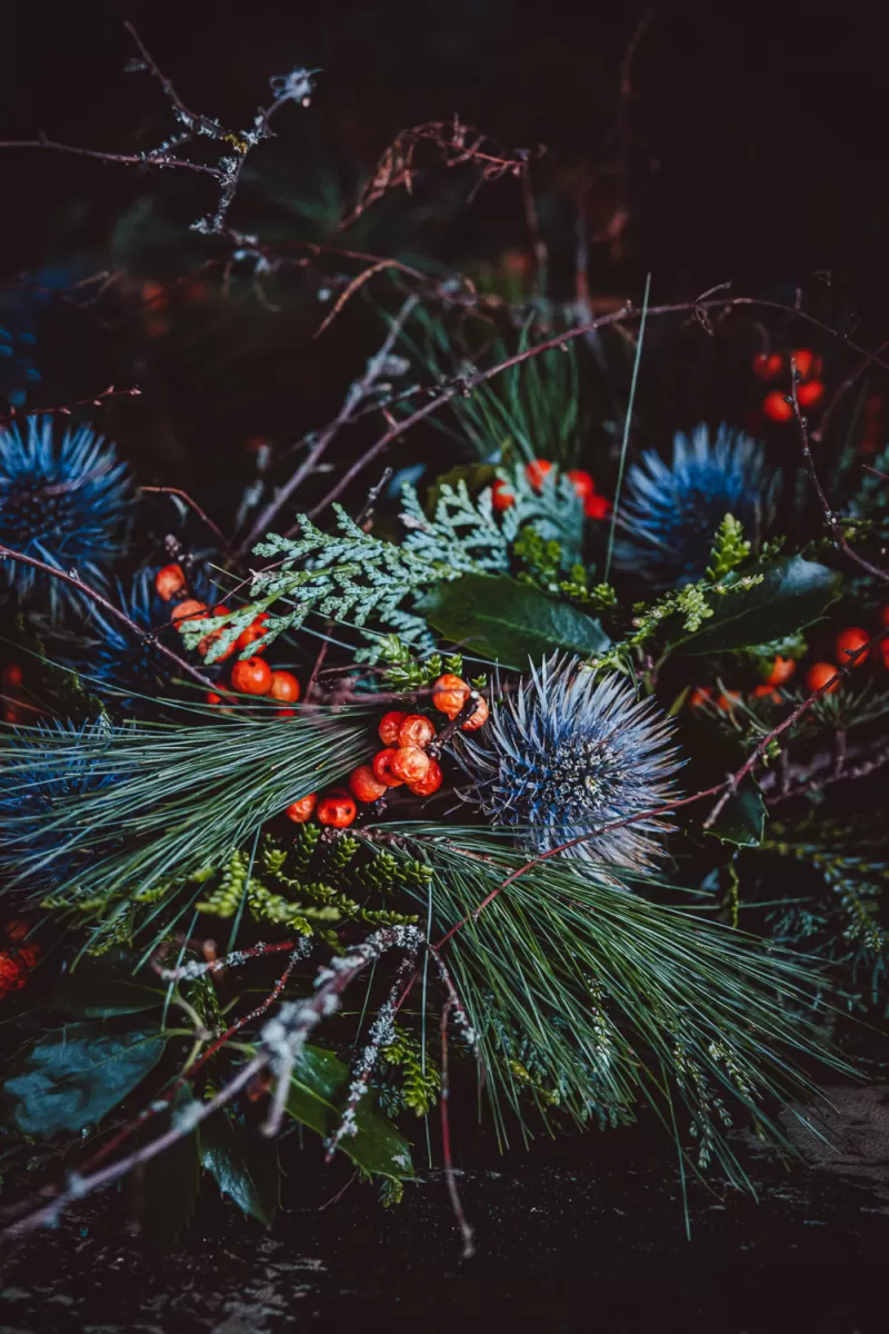 Christmas wreath - Eryngium Magnetar Questar®