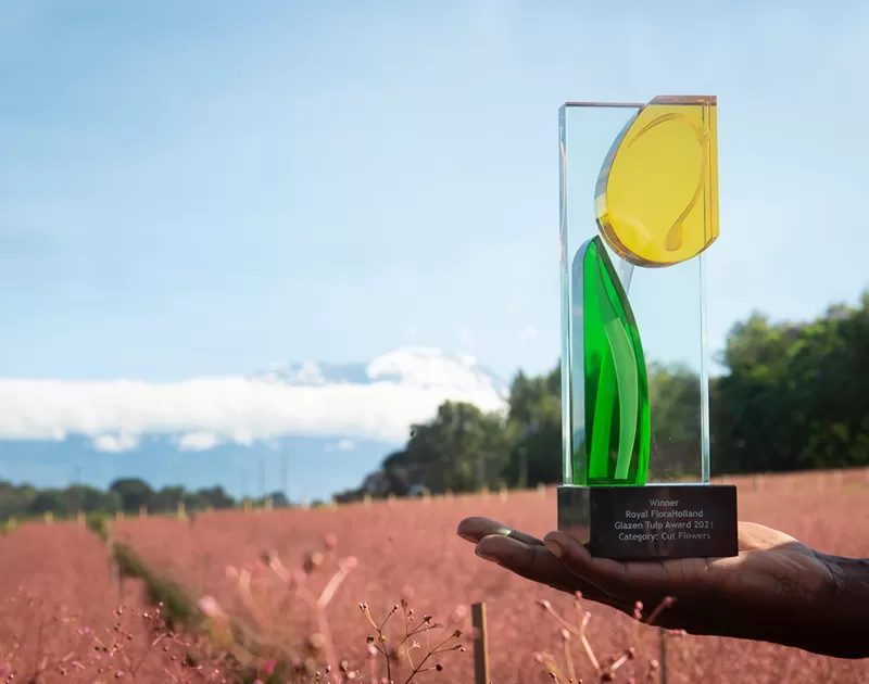 Glazen Tulp Award in Talinum flower field in Tanzania