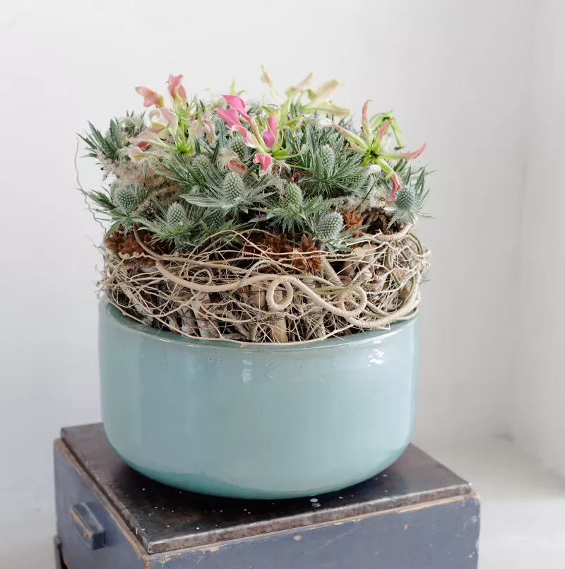Krisztián Kövér - Eryngium in design