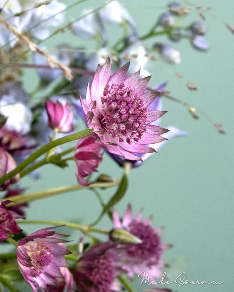 Mike Boerma - Open Silhouette bouquet