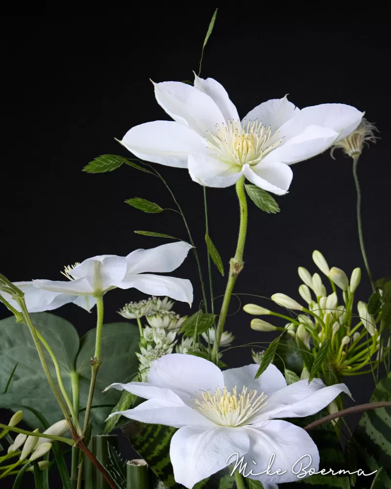 Mike Boerma - Elevated Elegance design