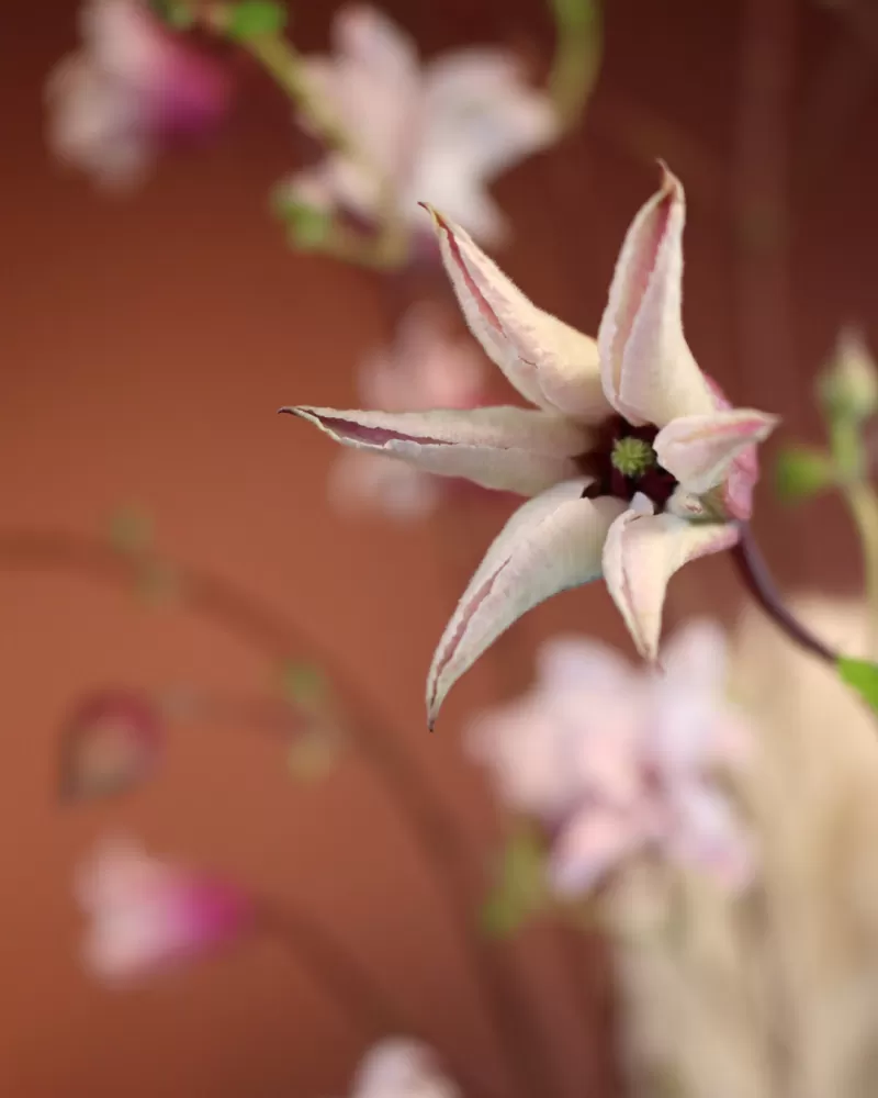 Mike Boerma - Washi paper dreams design