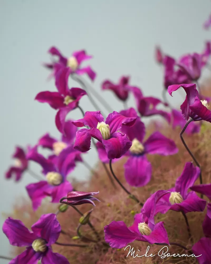 Mike Boerma - Smokey bush design