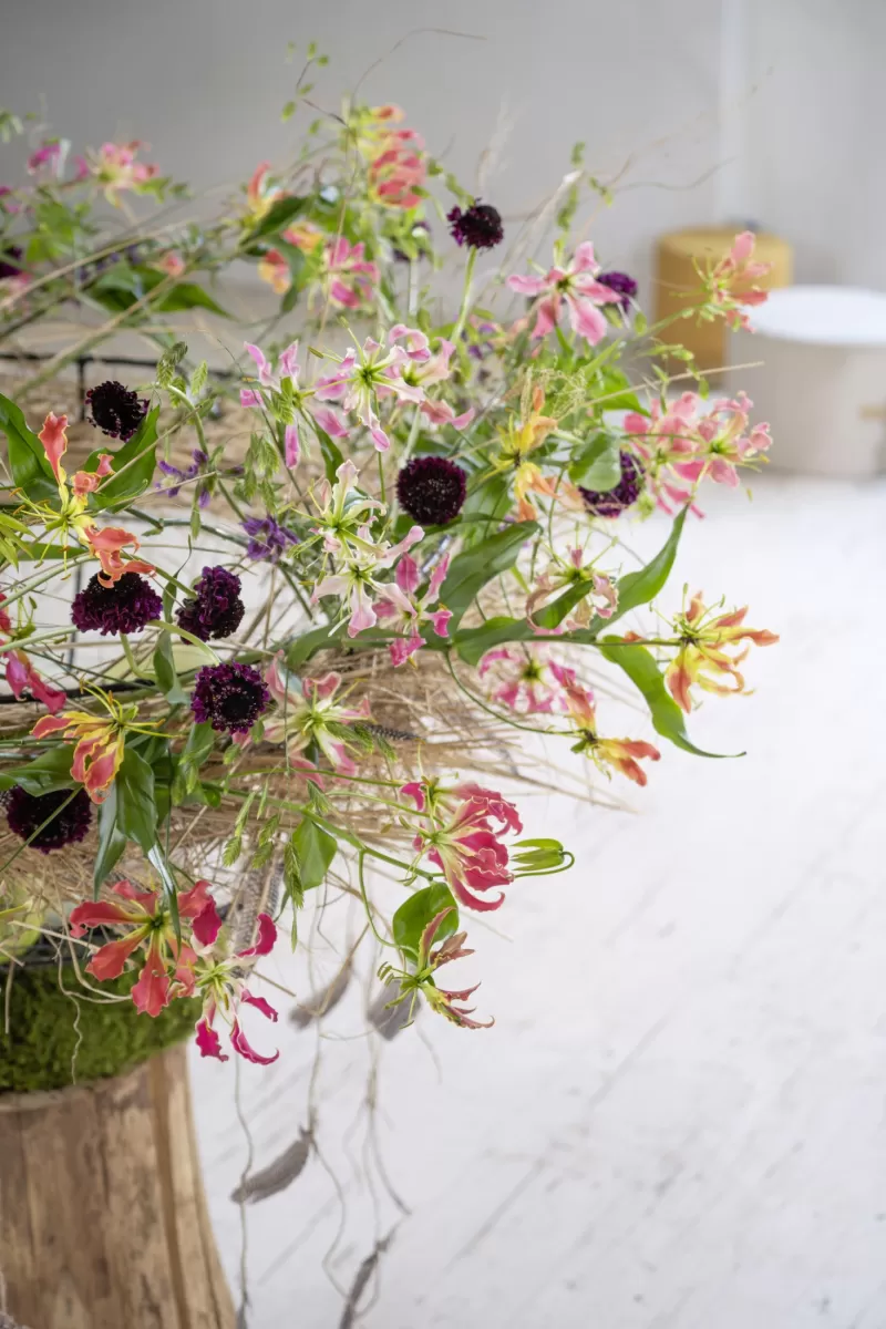 BLOOMs VIEW shoot Gloriosa superba Simba 'Fifty Shades', Chasmanthium Mantis, Salvia Pink Lagoon, Scabiosa Red Velvet Scoop®