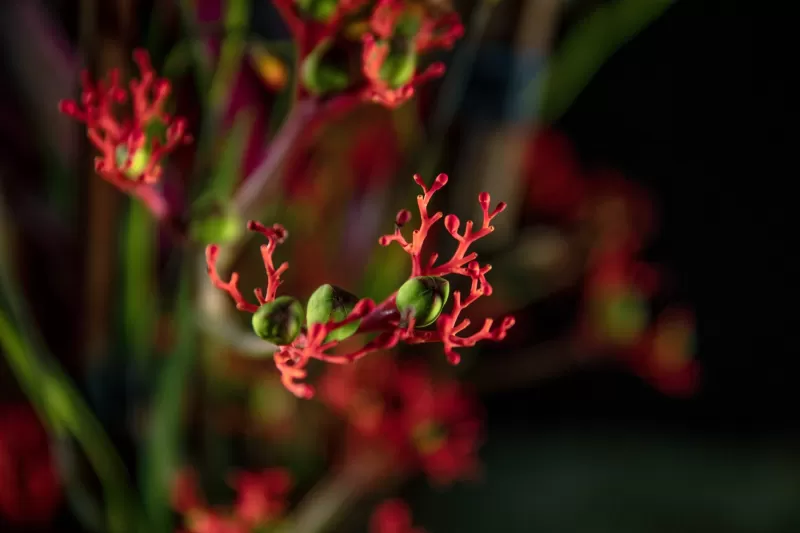 Close-up Jatropha Firecracker