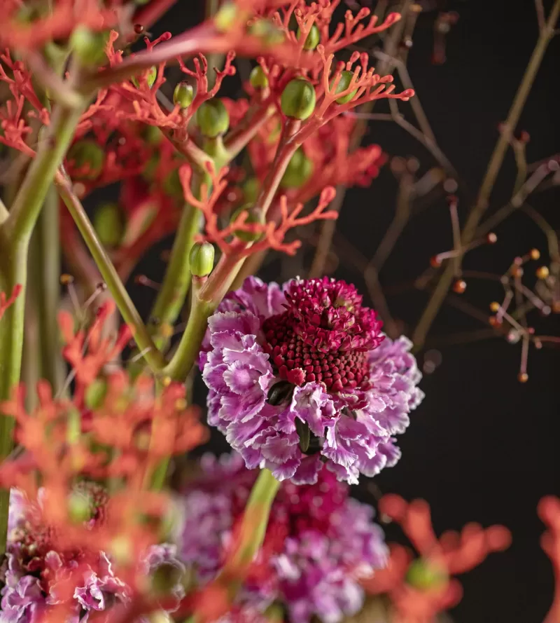 Jatropha Firecracker, Talinum 'Long John', Scabiosa Focal Scoop™ Bicolor pink