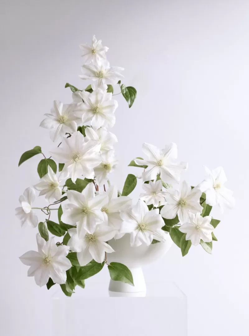 Joseph Massie Clematis Amazing Vienna