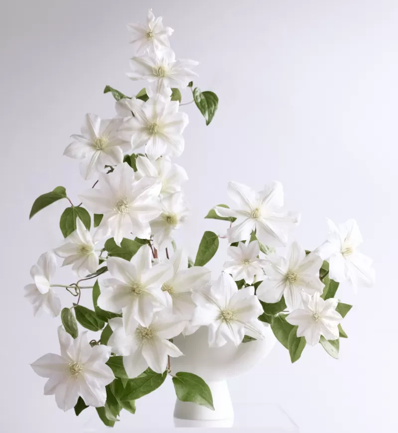 Joseph Massie Clematis Amazing Vienna