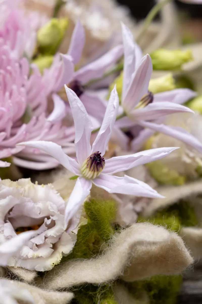 Krisztián Kövér - Clematis Detail