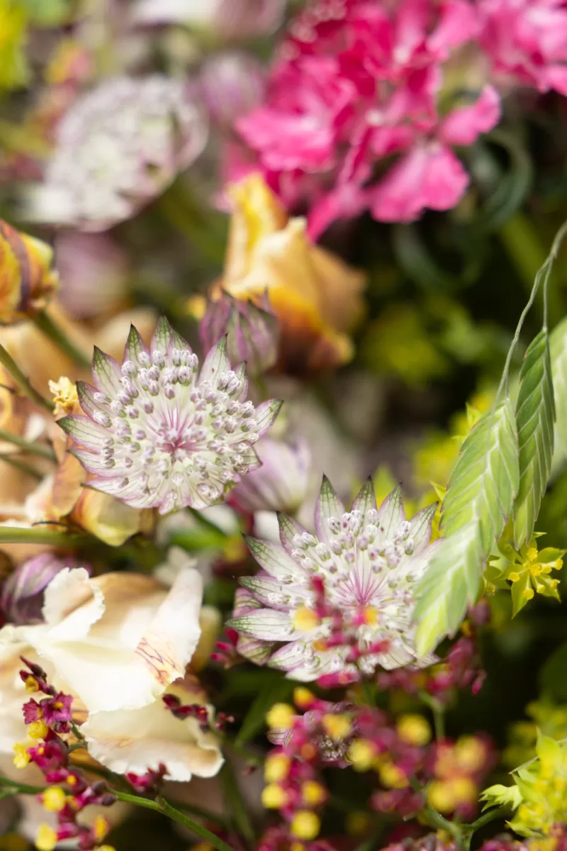 Krisztián Kövér - Astrantia Detail