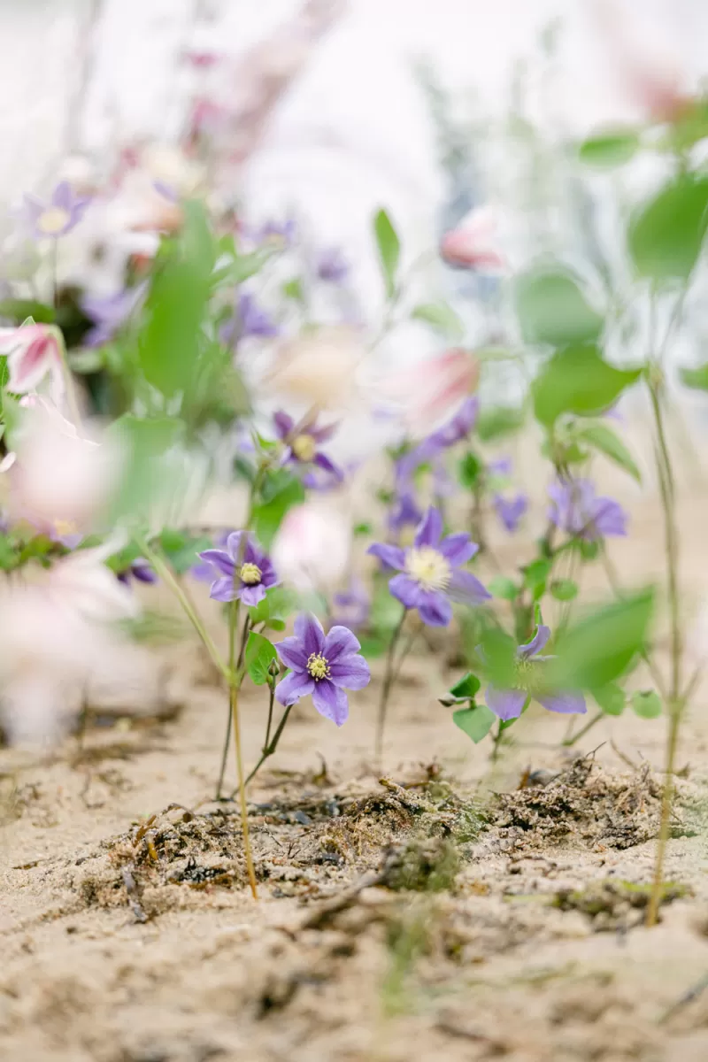 Sylvia Hartmann - Sailboat Wedding