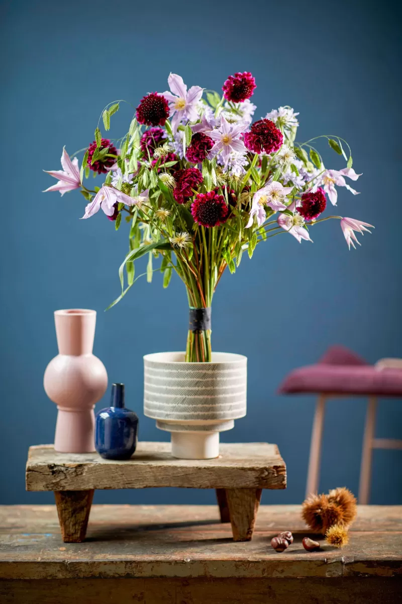 Scabiosa design