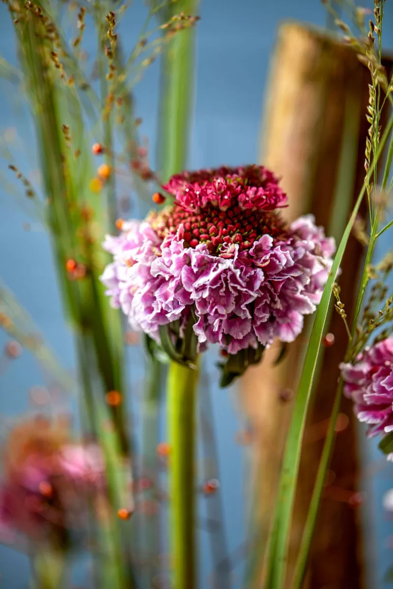 scabiosa design 