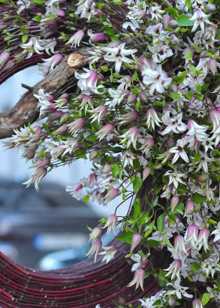 Clematis Amazing® Sevilla