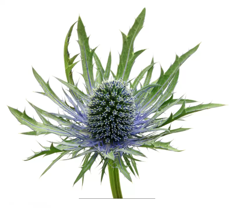 Eryngium Orion Questar 