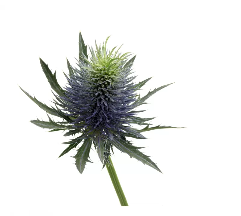 Eryngium Supernova Questar 