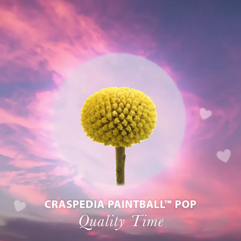 Quality time - Craspedia Paintball Pop