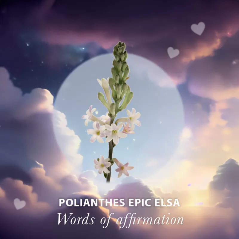 Words of affirmation - Polianthes Epic Elsa