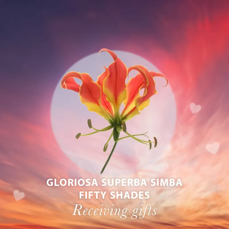 Receiving gifts - Gloriosa Superba Simba Fifty Shades