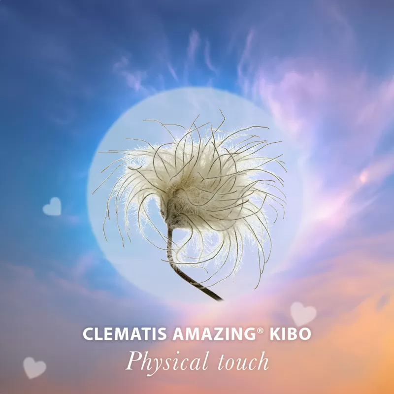 physical Touch - Clematis Amazing Kibo