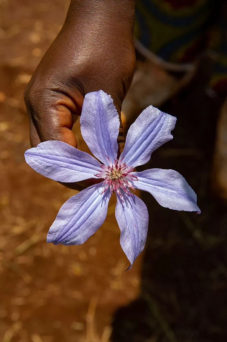 Clematis Amazing® Havana