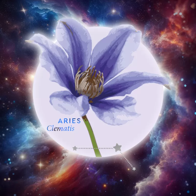 Floroscope 2024 - Aries Clematis