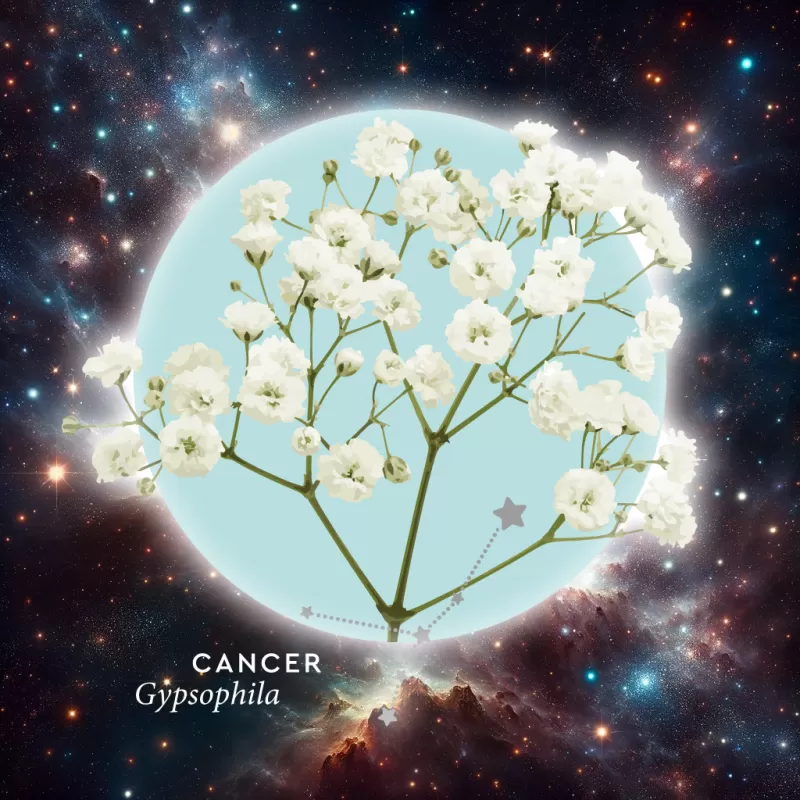 Floroscope - Cancer Gypsophila
