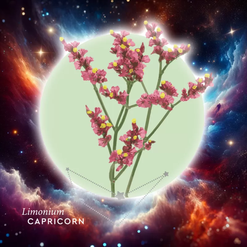 Floroscope - Capricorn Limonium