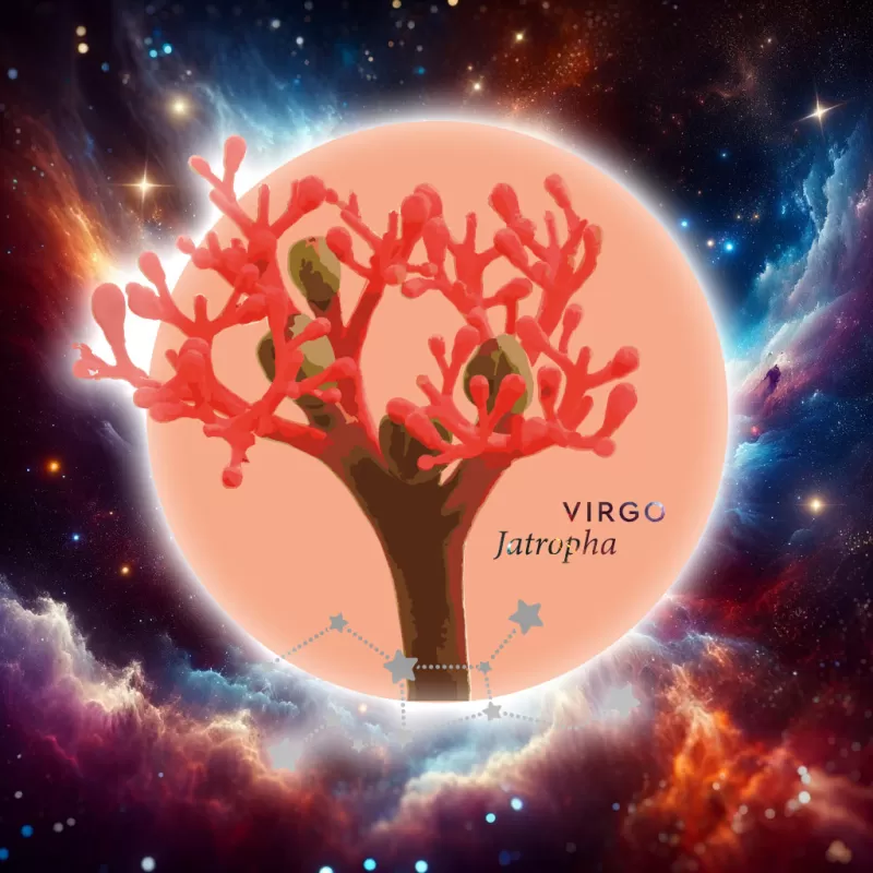 Floroscope - Virgo Jatropha
